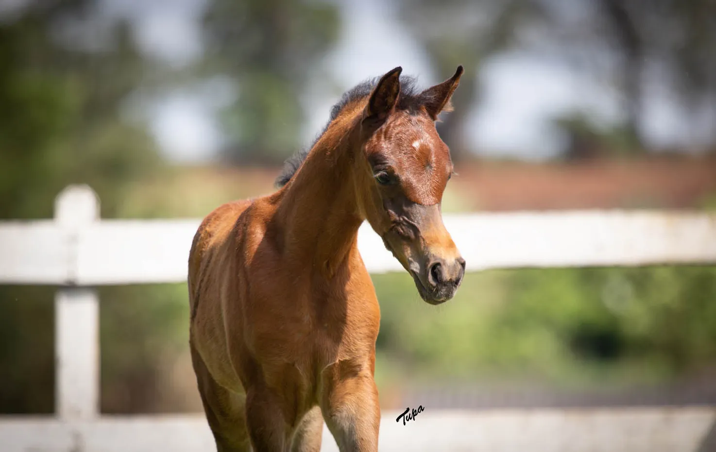 Allana HEC(x Alexia HVP)