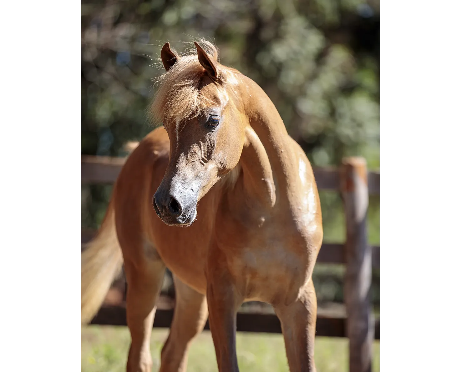 Deevha SPO(x Dadivah SPO)