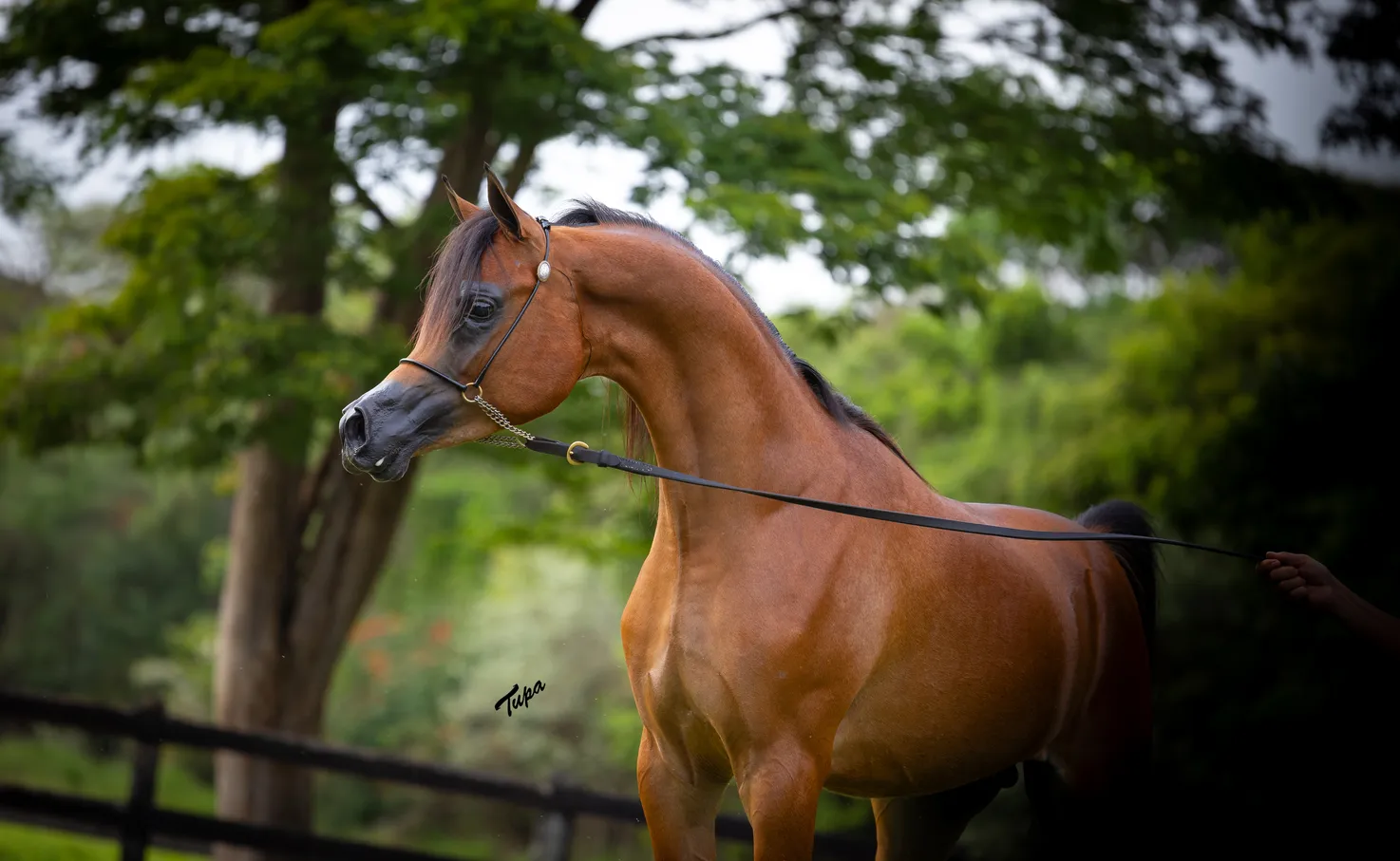 EFC Chaheer W(x Cherrie Yparadise JM)