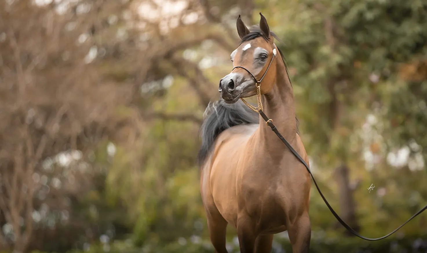 Evoke(x Emi El Shaawan)