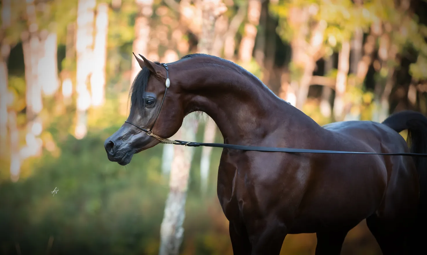 Gael W(x NV Georgia)