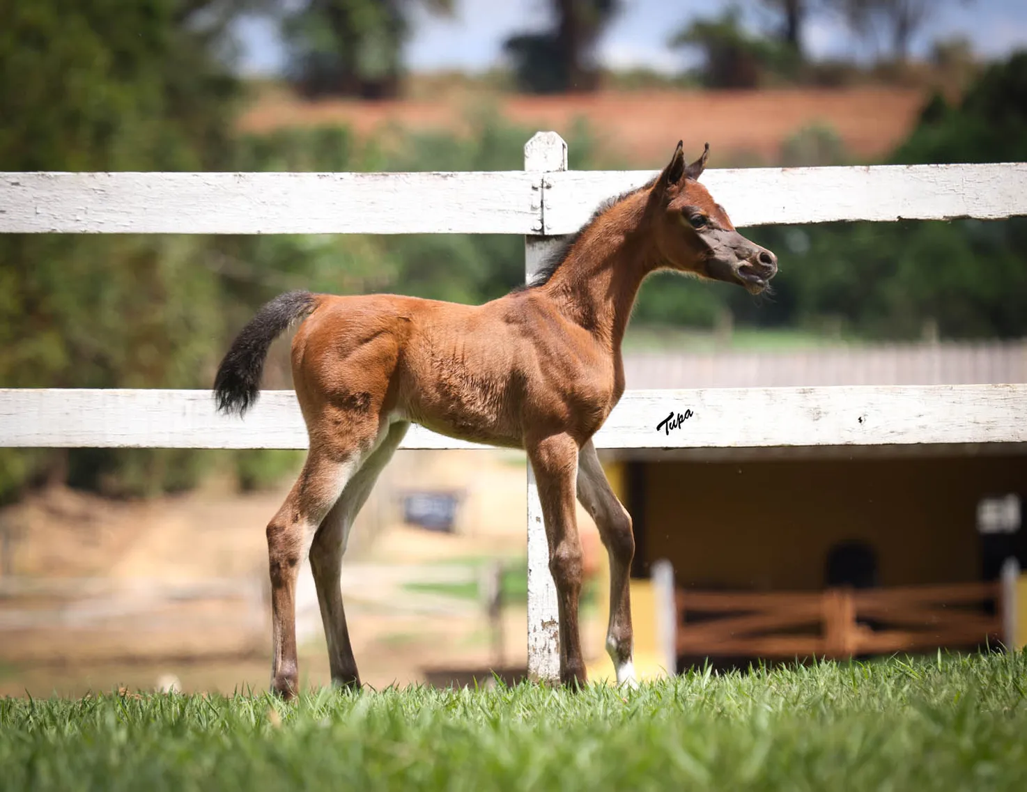 Jade HEC(x Jhenifer HEC)