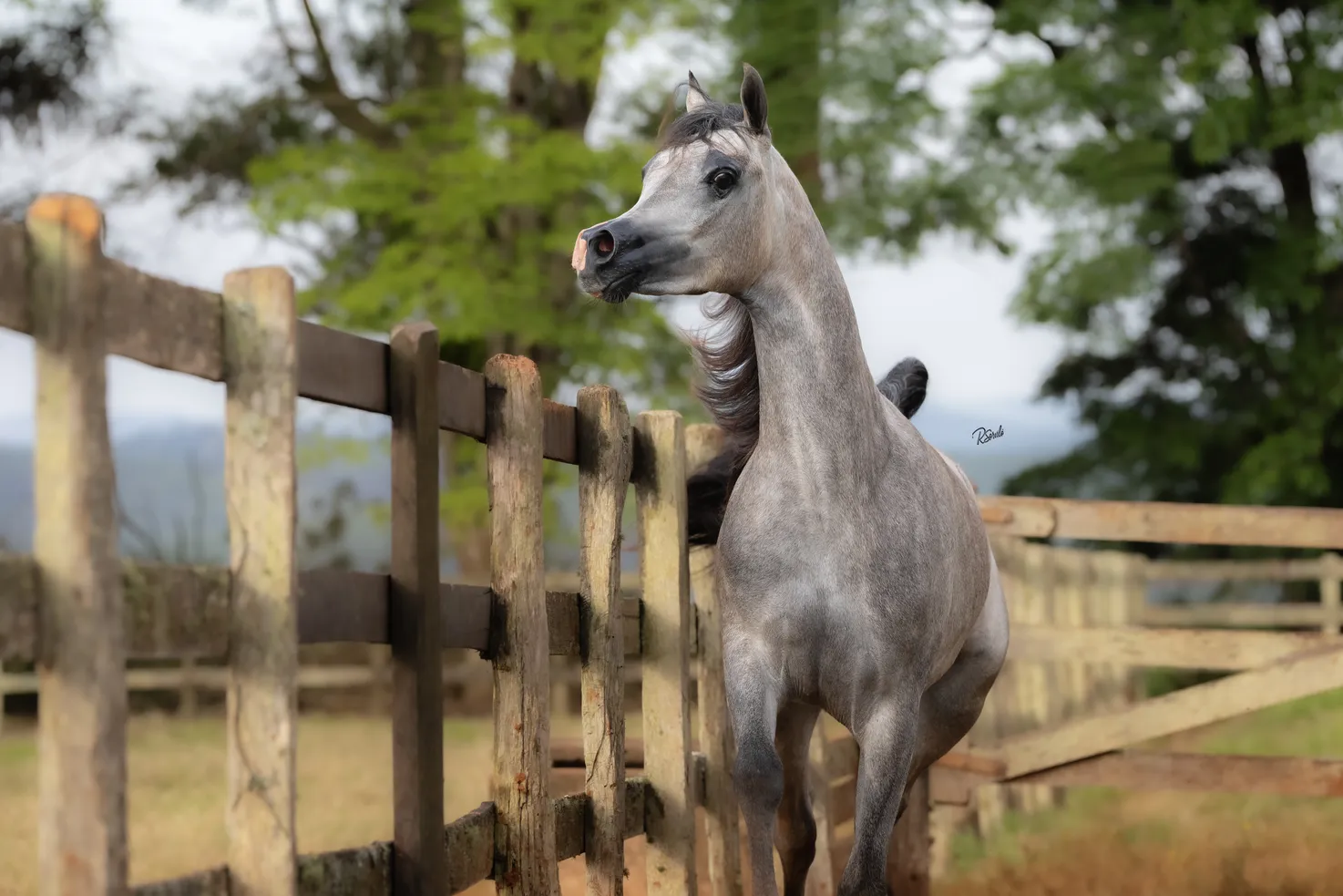 Lakysha SPO(x Lolita Rach)