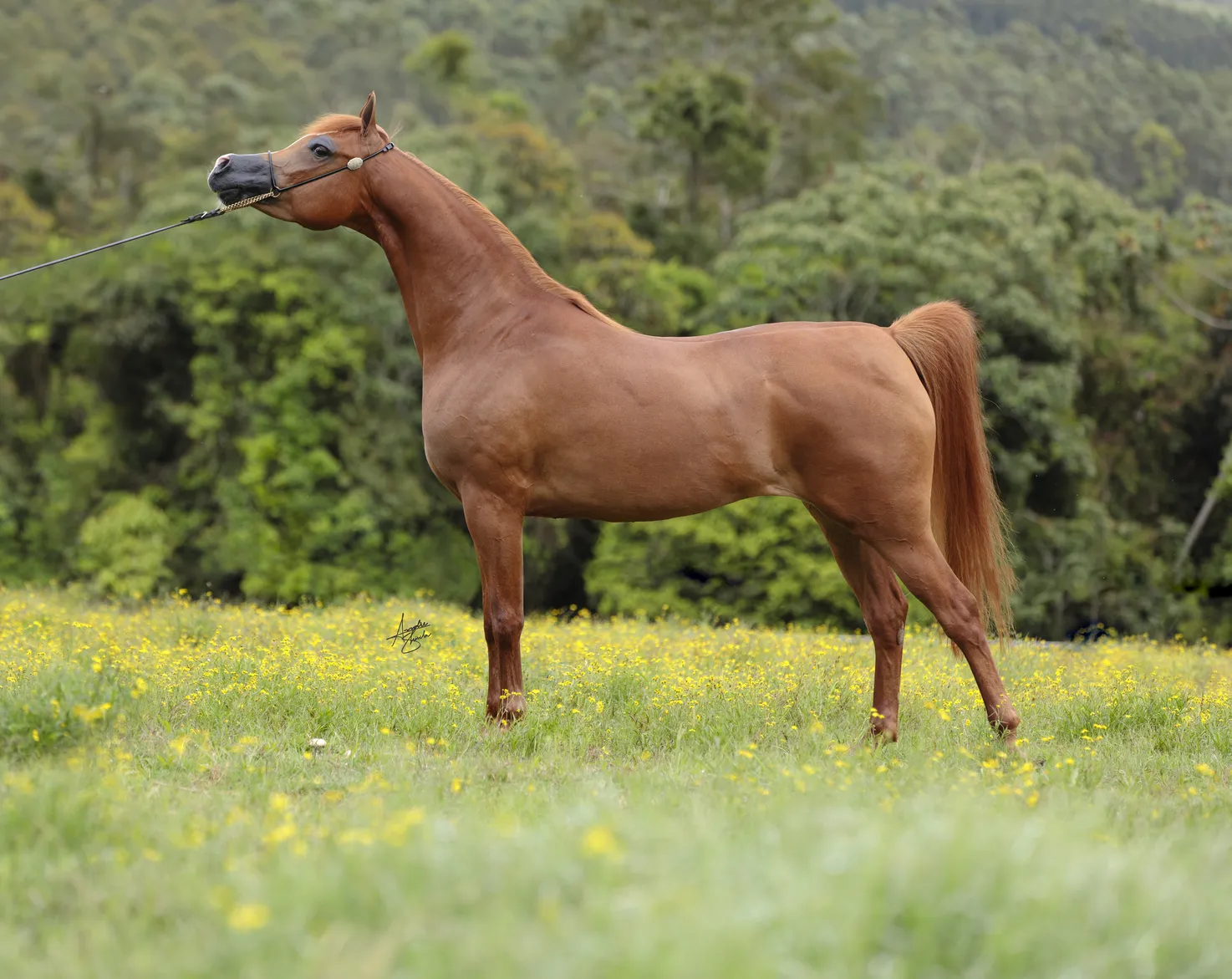 Leelah SPO(x Lolita Rach)