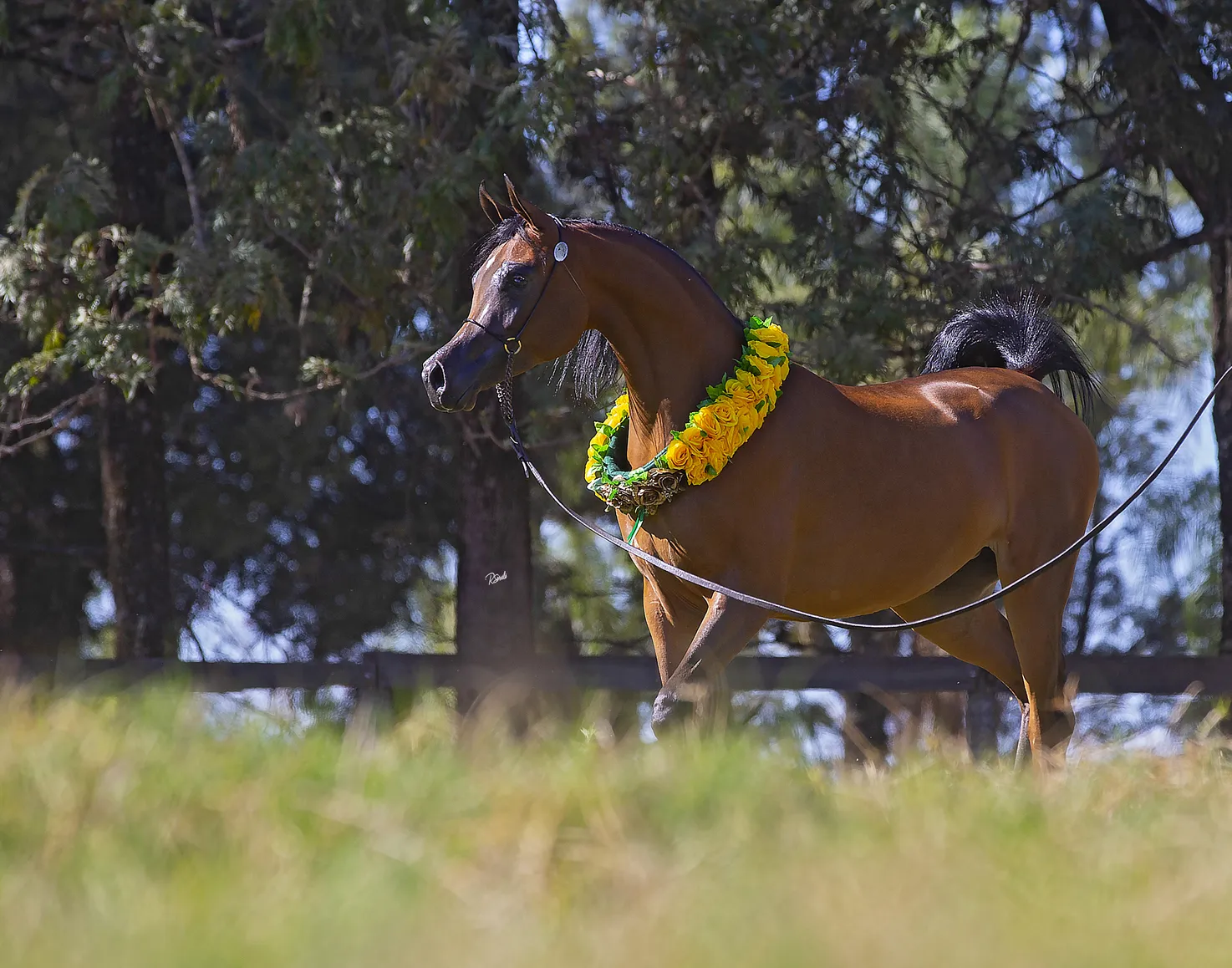 Melody By Vivaldi(HAH Sweet Ventura)