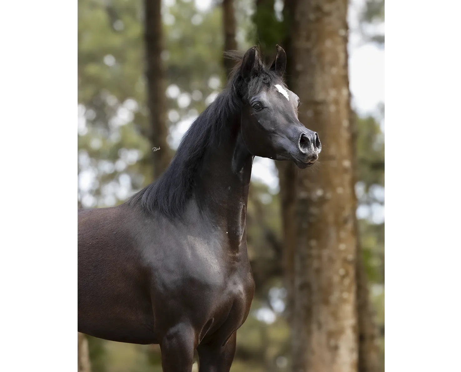 Najda Love SPO(x Unbridled Love)