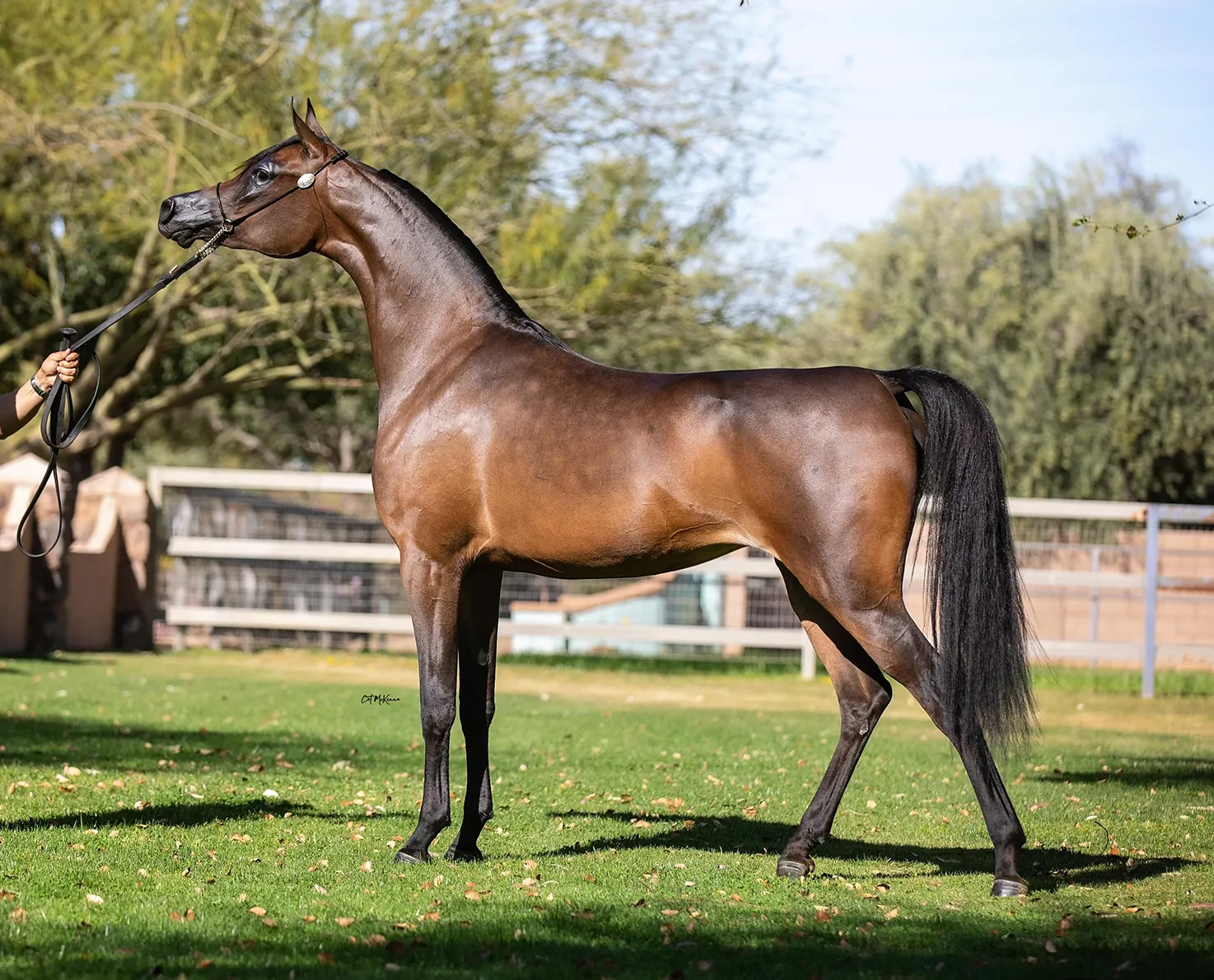 Sweet La Vita(HAH Sweet Ventura)