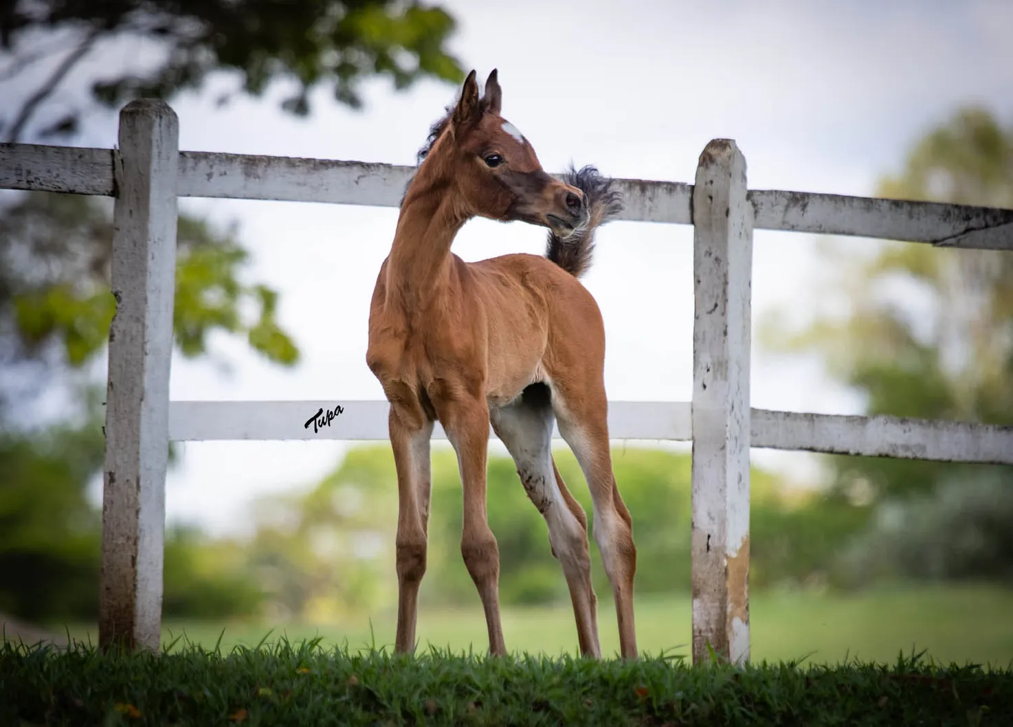 Ynara HEC(x Yara HEC)