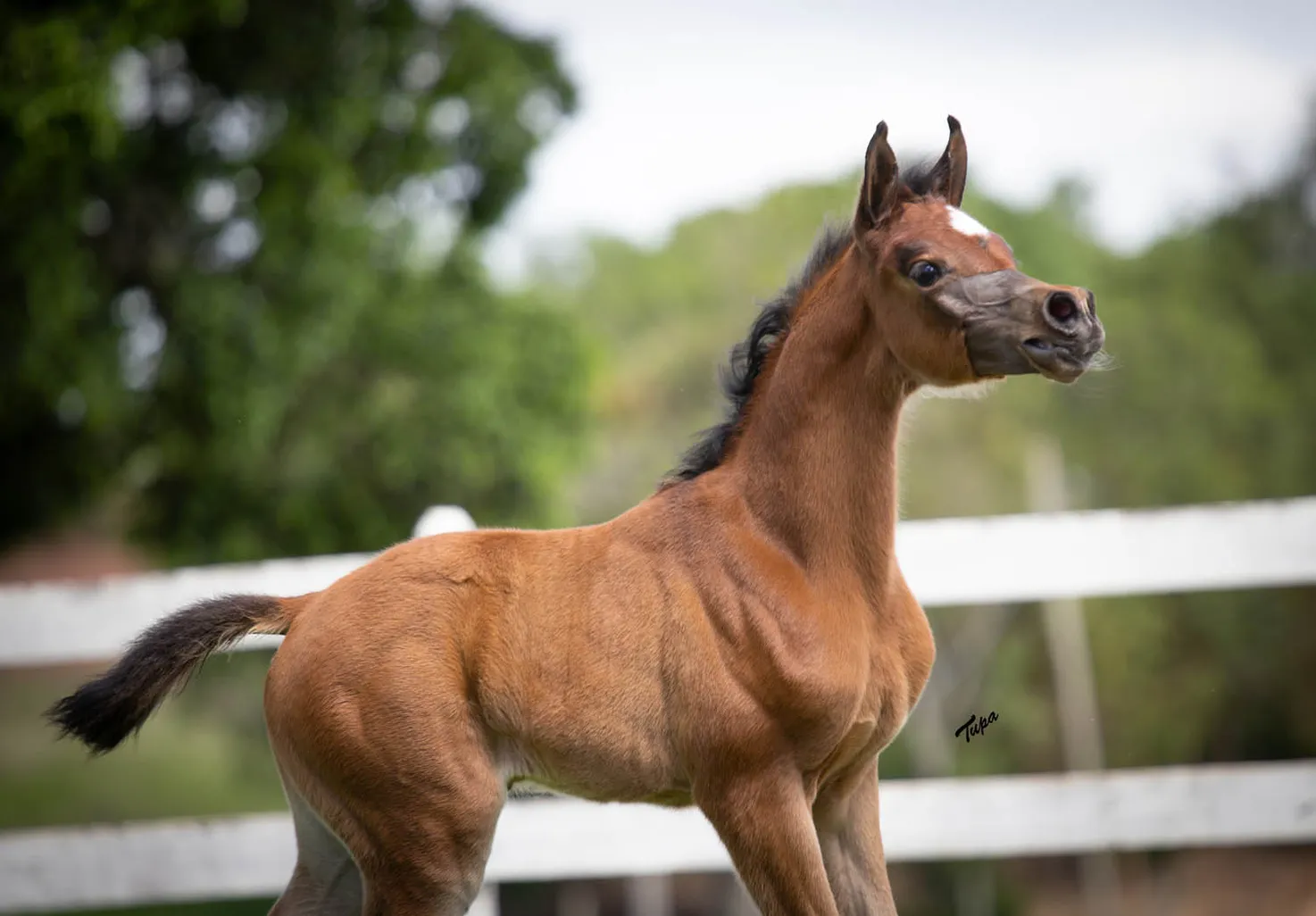 Zaya HEC(x Zara El Ludjin)