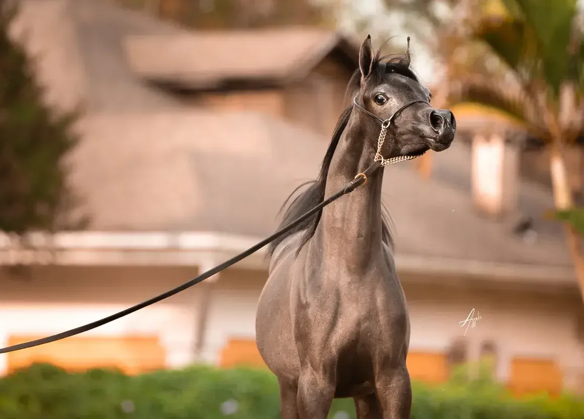 HK Vizzionata VB(HK Sweet Celebration)