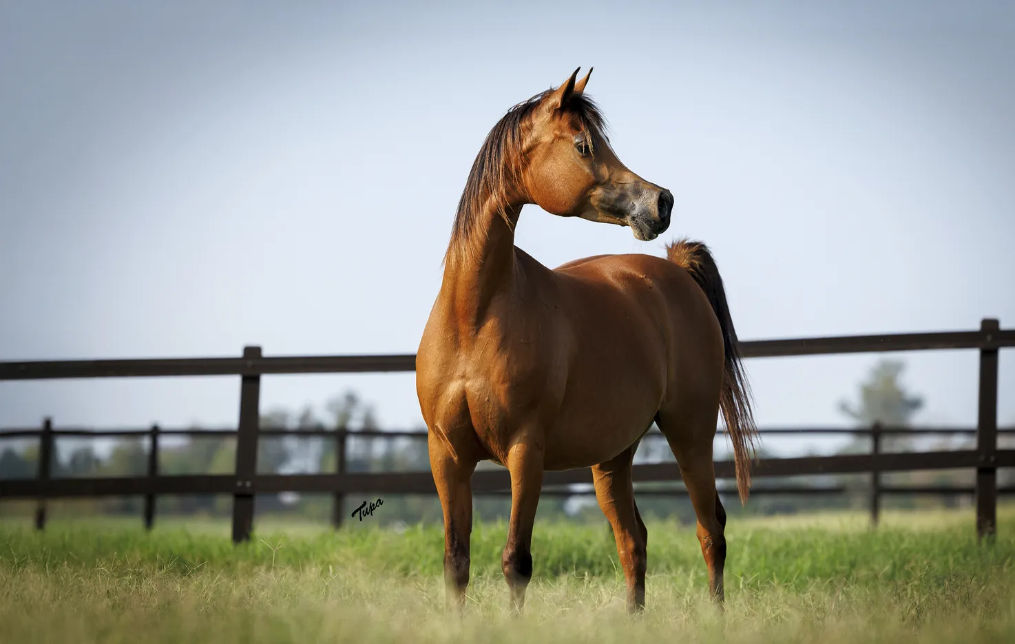 LAMI EL SABAH RB 9054 ok