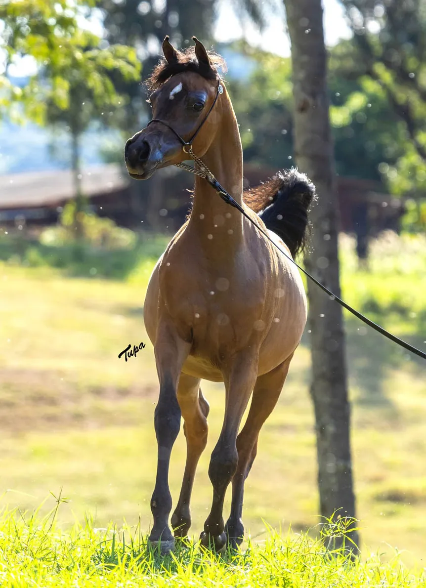 Khaleesi El Lami RB(x *Dominic M)