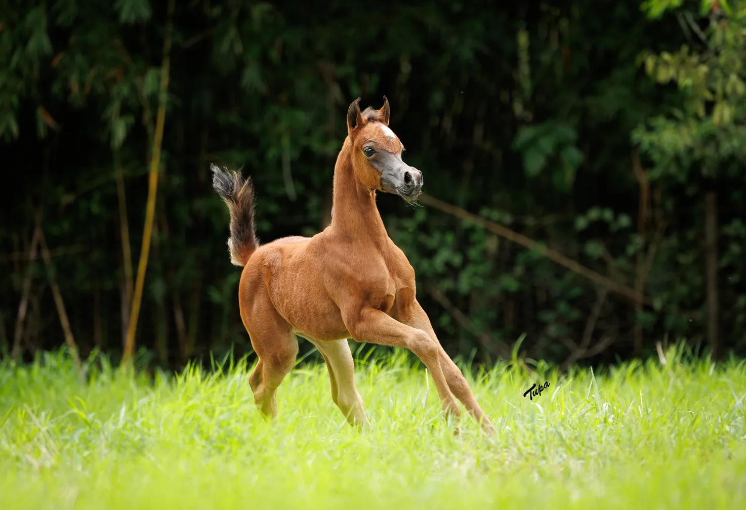 2024 filly(x Emir Sahara)