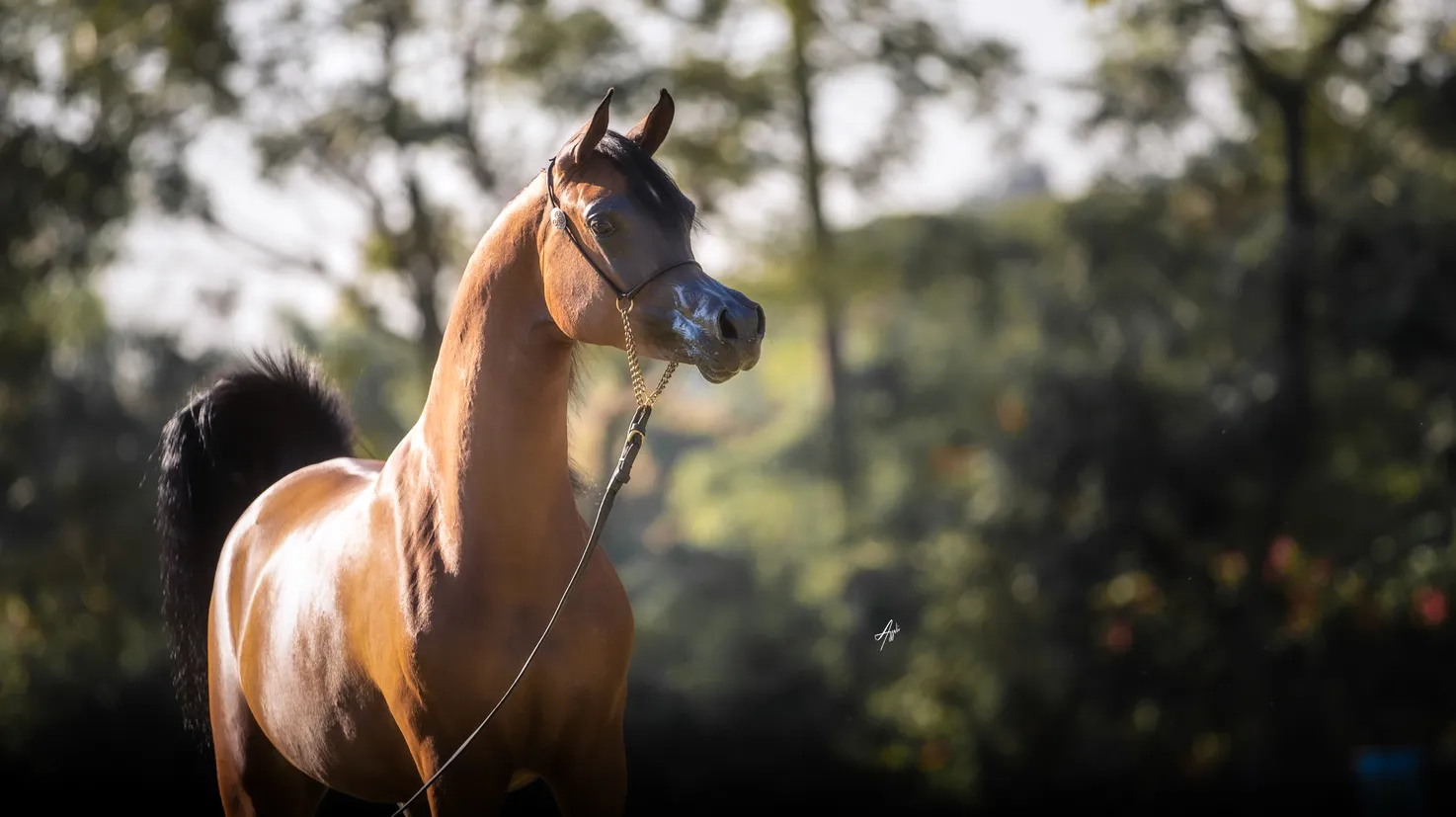 Linda do Divino(x Jyvar Meia Lua)